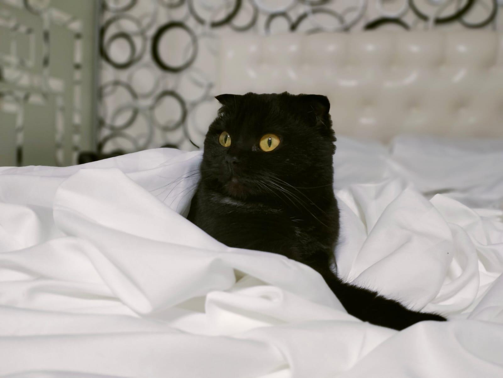 Фото В снегу и за рулем: в Новосибирске опубликовано свыше 50 фото милых питомцев к Дню кошек 30 - Сиб.ФМ Фото В снегу и за рулем: в Новосибирске опубликовано свыше 50 фото милых питомцев к Дню кошек 30